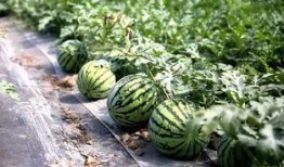 华亭网红幼师的瓜在哪吃,华亭网红幼师瓜在哪吃，带你探寻美食新地标