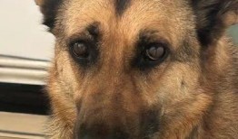 云南警犬爆料视频播放,揭秘云南警方反恐演练精彩瞬间