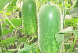 网红刘二萌吃瓜视频大全,揭秘网红幕后趣事