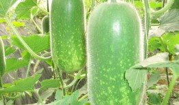 每日更新各种吃瓜网红,新鲜热辣，网红圈动态速览