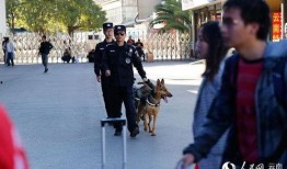 云南警犬爆料视频播放,揭秘云南警方反恐演练精彩瞬间