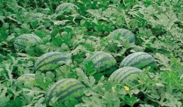 718娱乐吃瓜官网入口,独家入口带你畅游娱乐热点