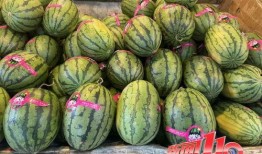 摆摊网红吃瓜视频大全集,趣味视频全集回顾