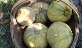 网红刘二萌吃瓜视频大全,揭秘网红幕后趣事